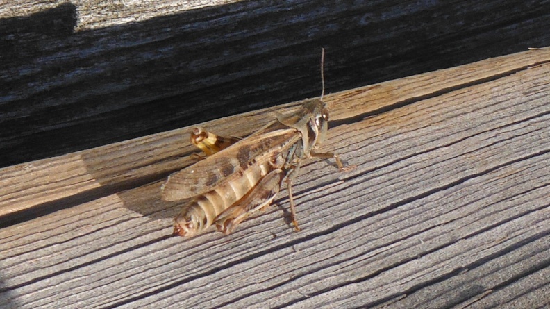 2024-09-16 17.59.16 Differential Grasshopper (Melanoplus differentialis)